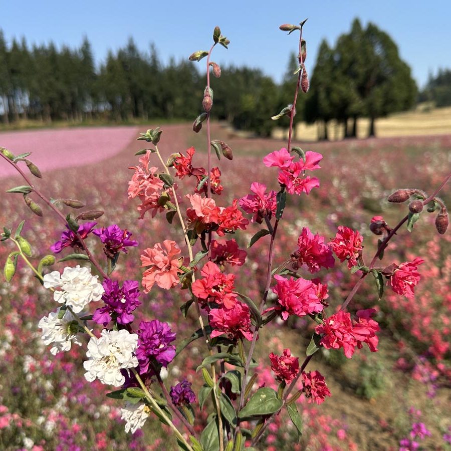 Silverton Wildflower Tours