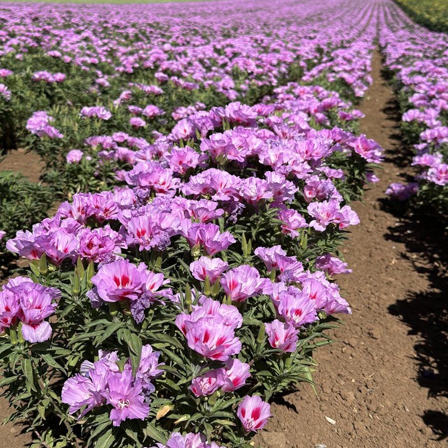 Silverton Wildflower Tours