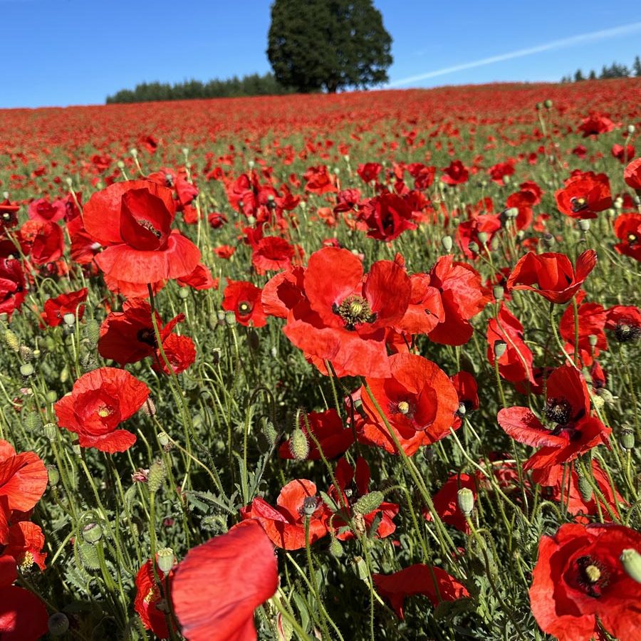 Silverton Wildflower Tours