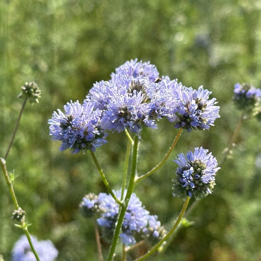 Silverton Wildflower Tours