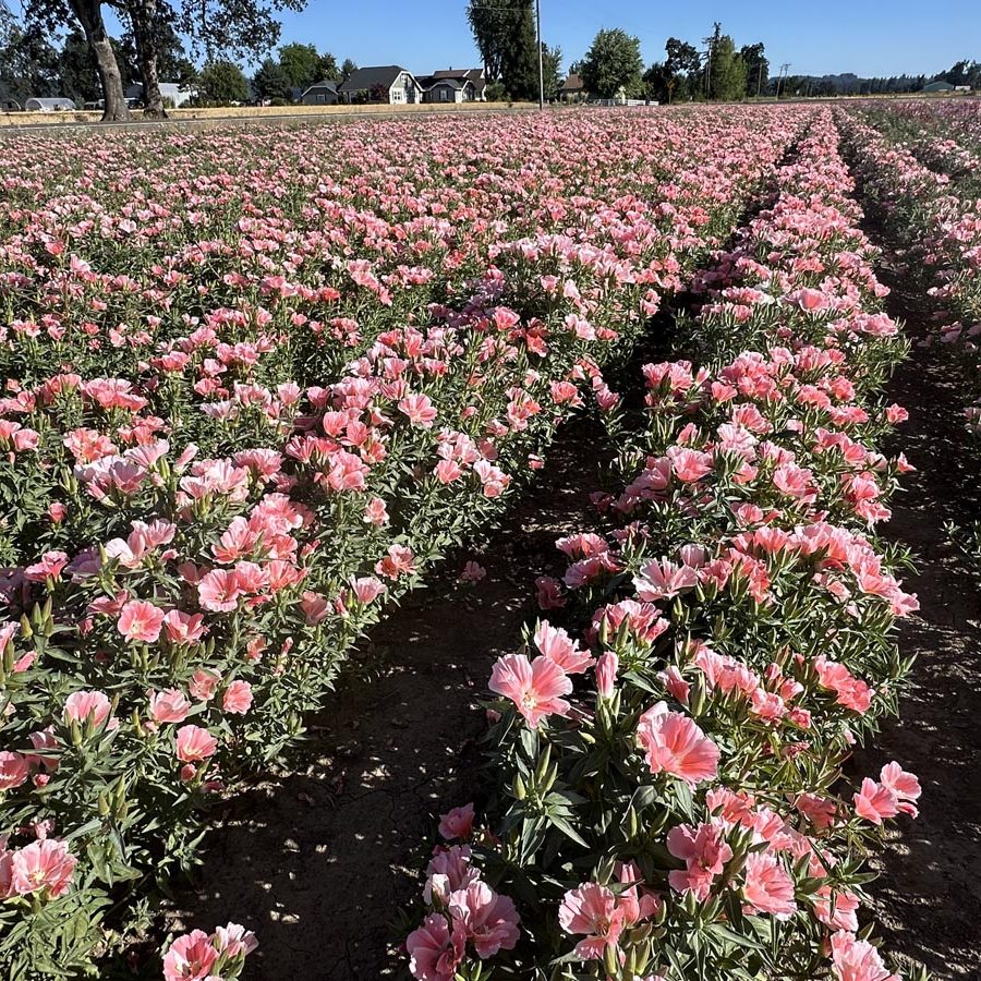 Silverton Wildflower Tours