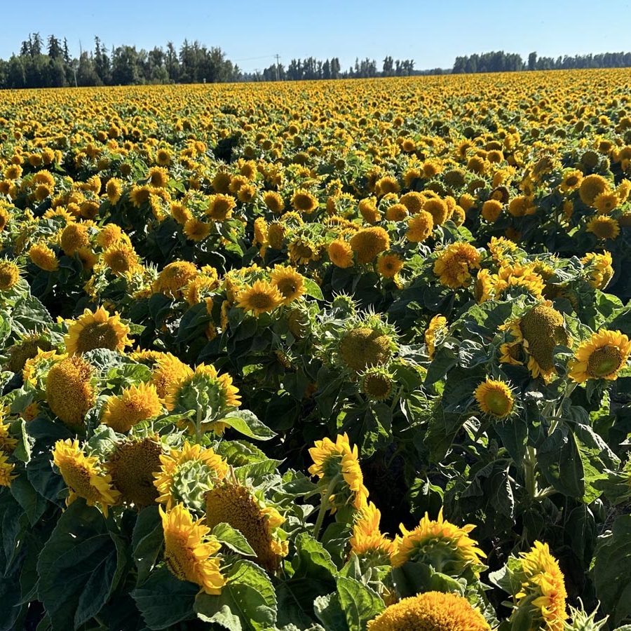 Silverton Wildflower Tours