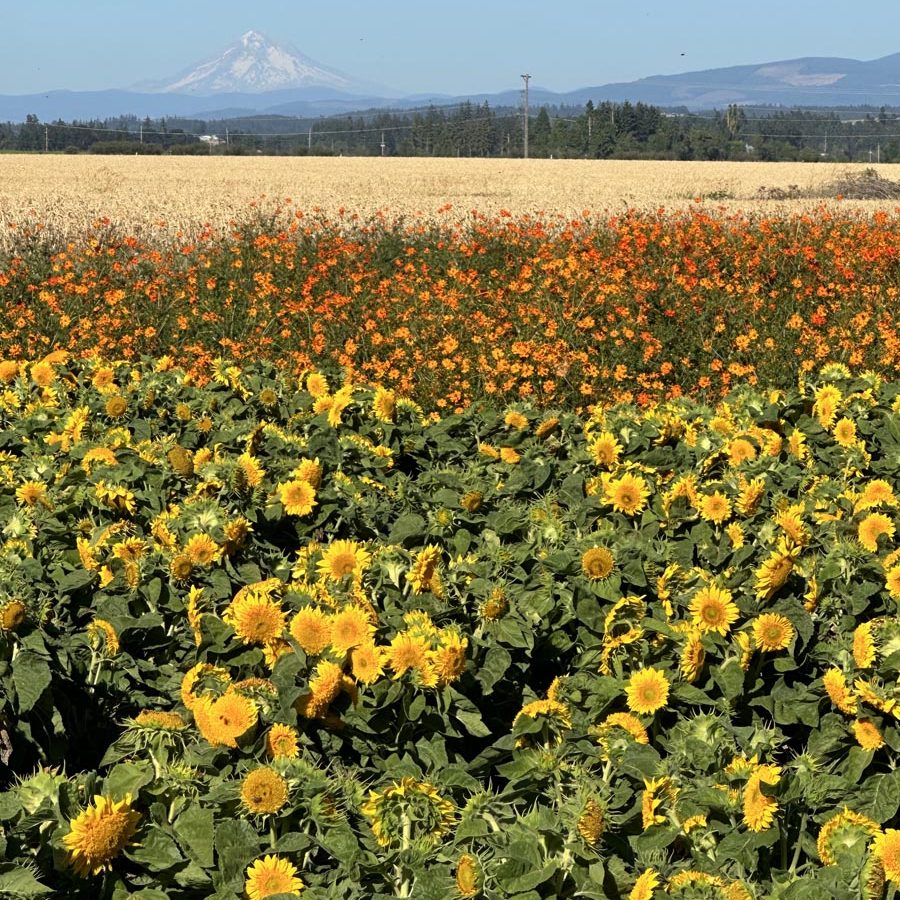 Silverton Wildflower Tours