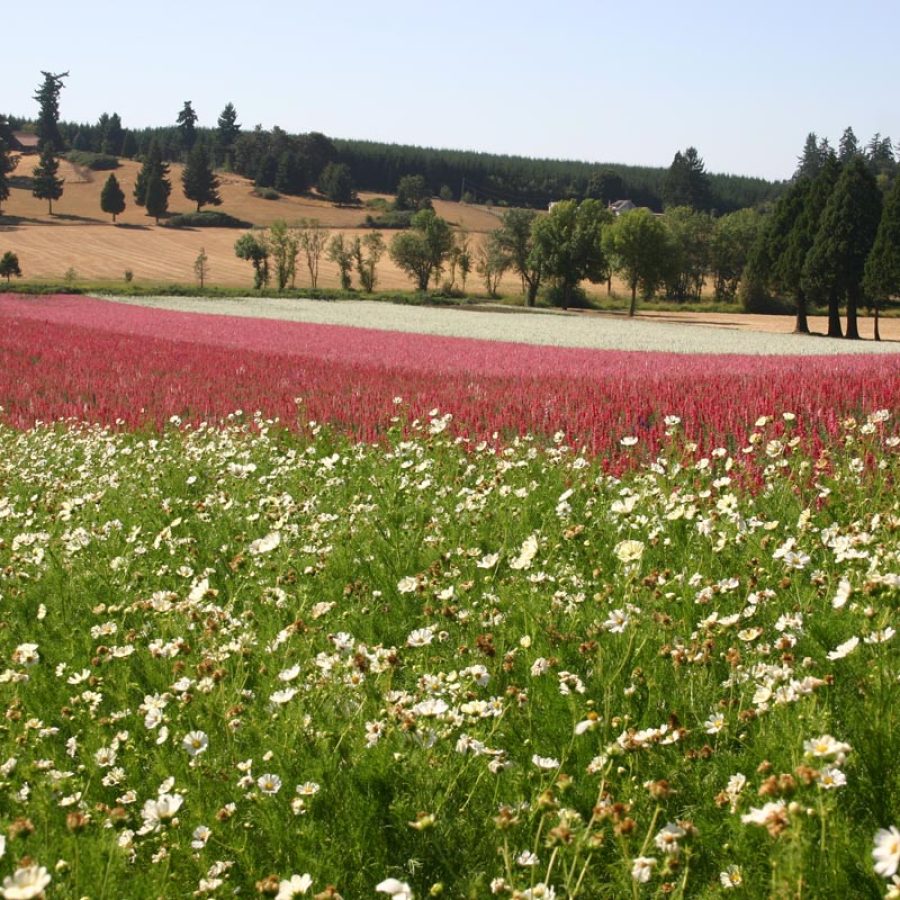 Silverton Wildflower Tours