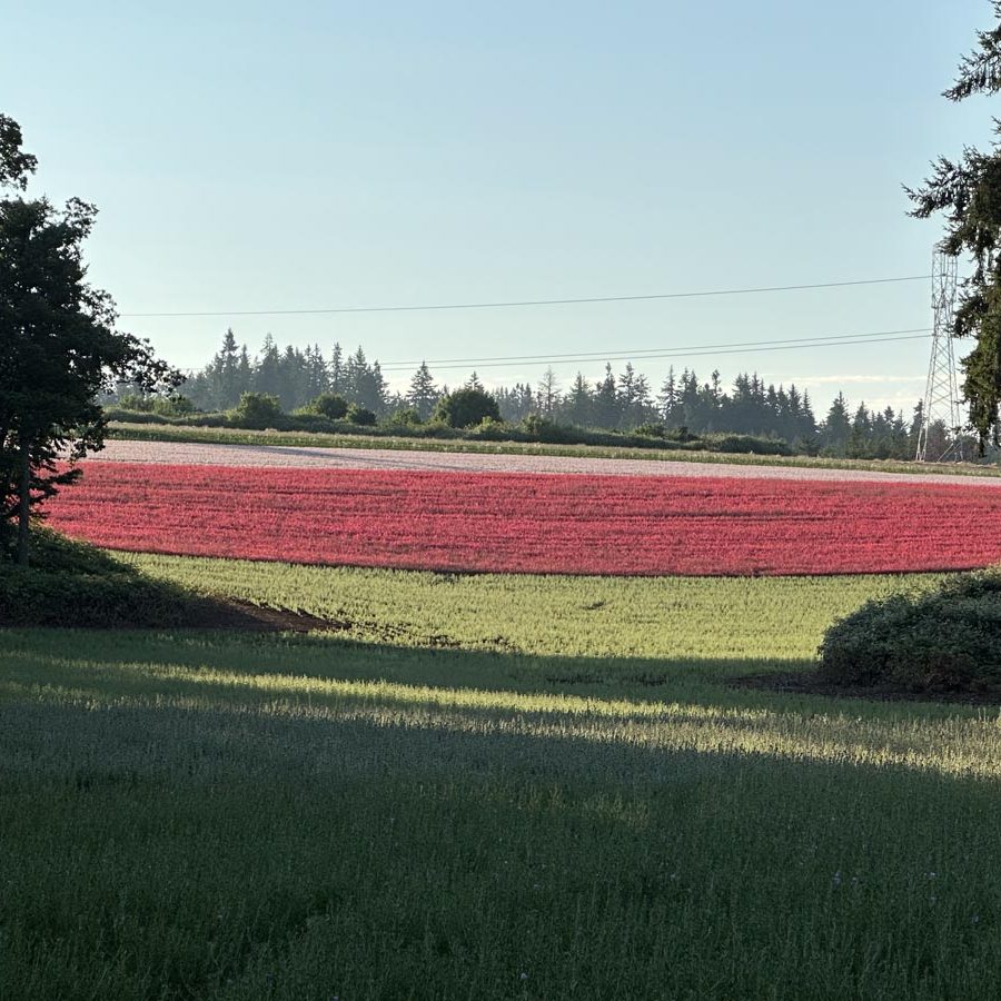 Silverton Wildflower Tours