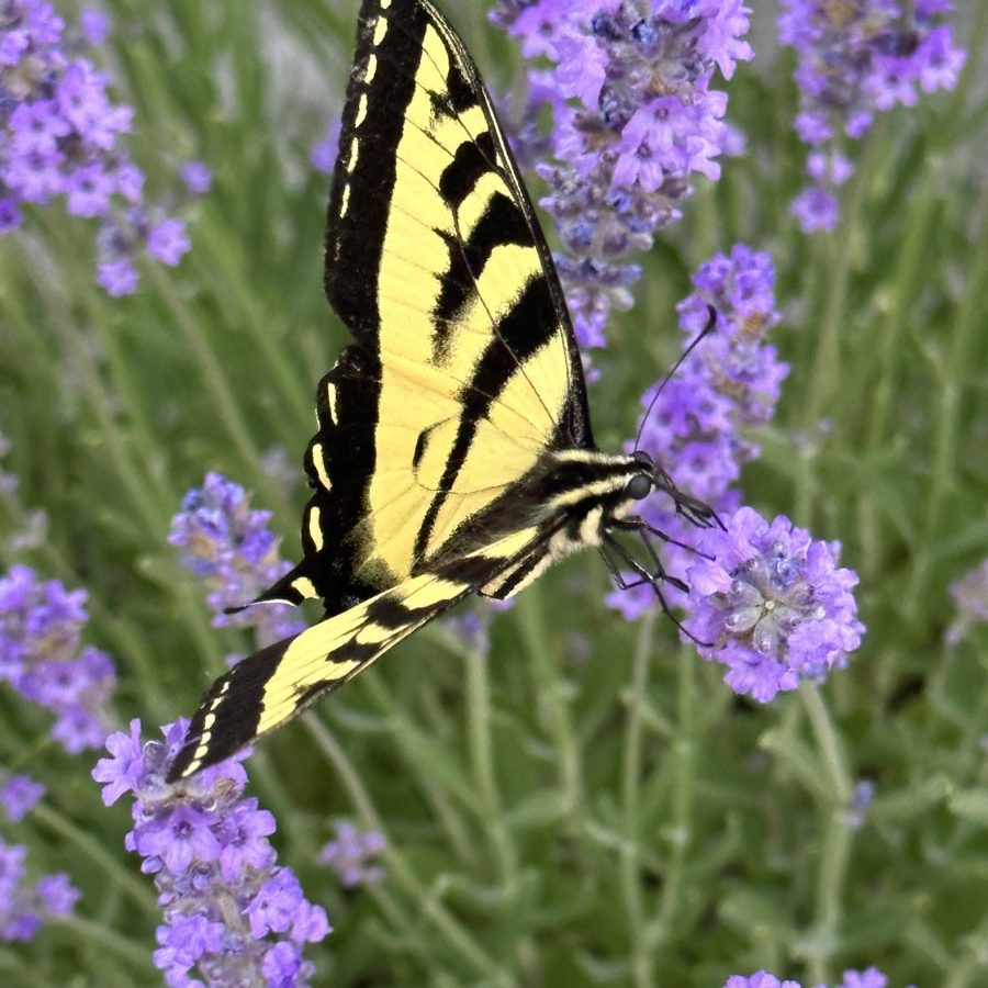 Silverton Wildflower Tours