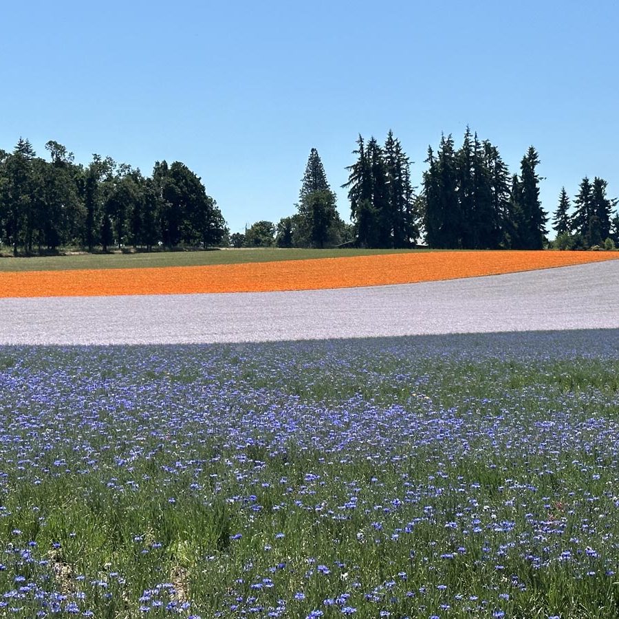 Silverton Wildflower Tours