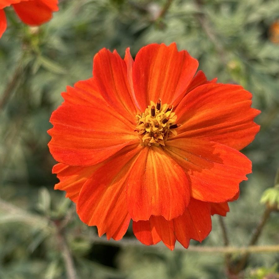 Silverton Wildflower Tours