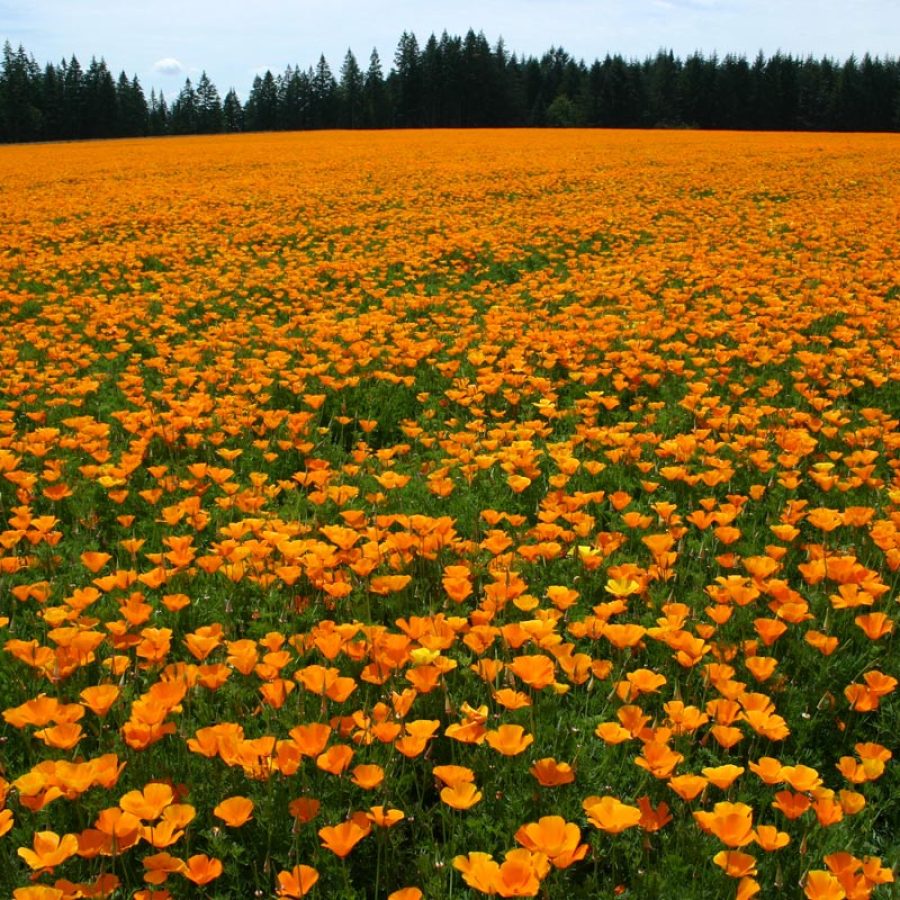 Silverton Wildflower Tours