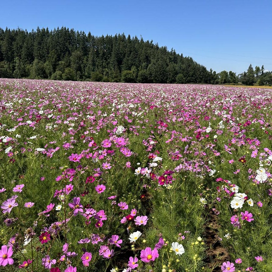 Silverton Wildflower Tours