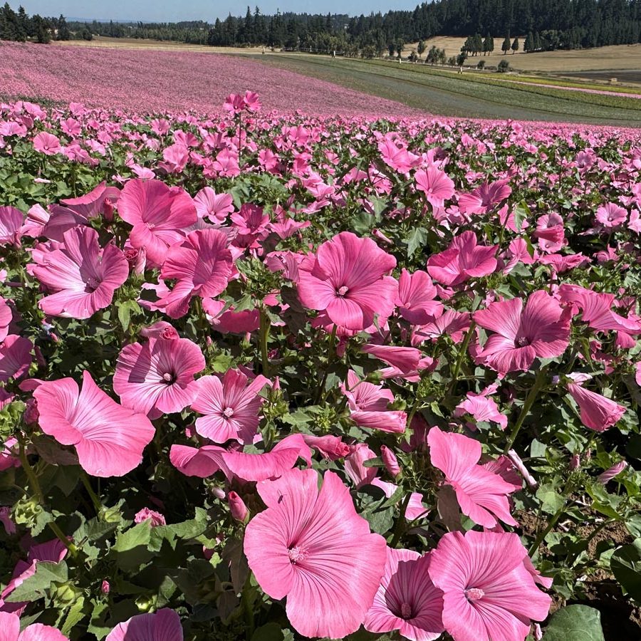 Silverton Wildflower Tours