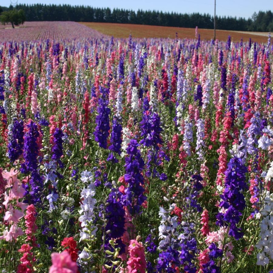 Silverton Wildflower Tours