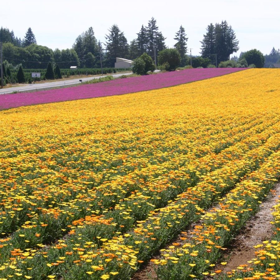 Silverton Wildflower Tours