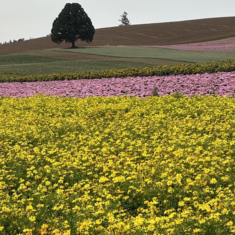 Silverton Wildflower Tours