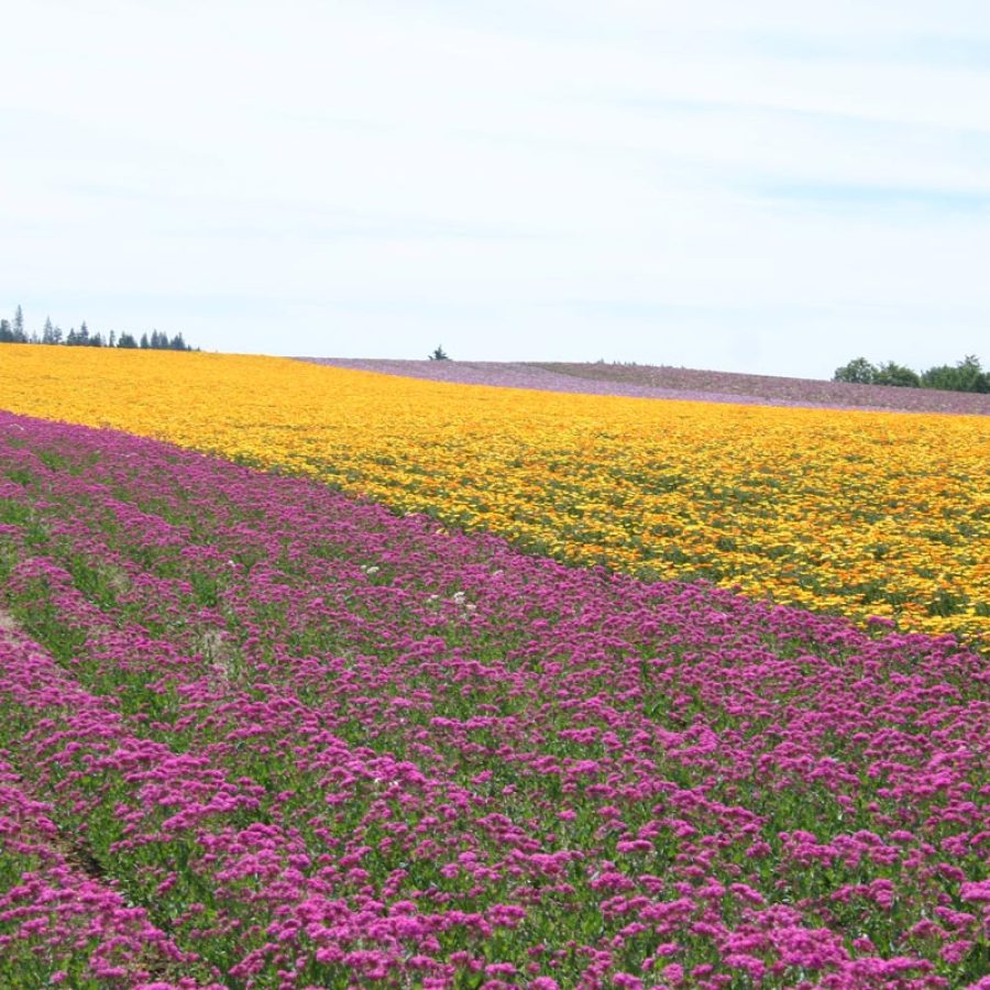 Silverton Wildflower Tours