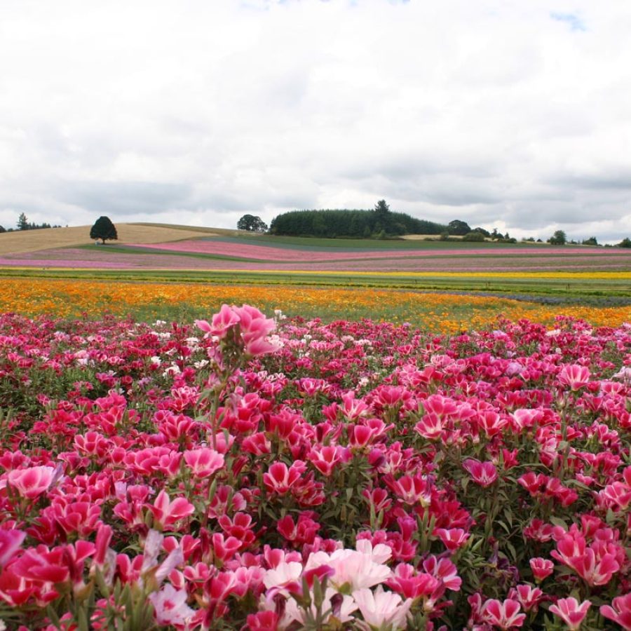 Silverton Wildflower Tours