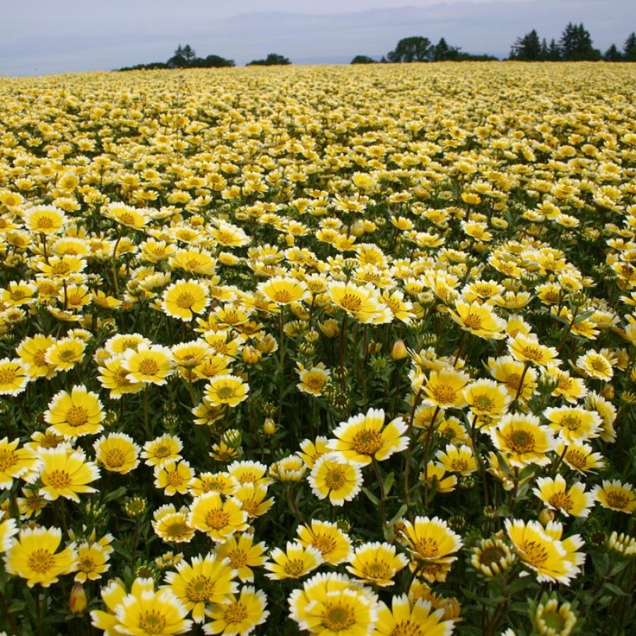 Silverton Wildflower Tours