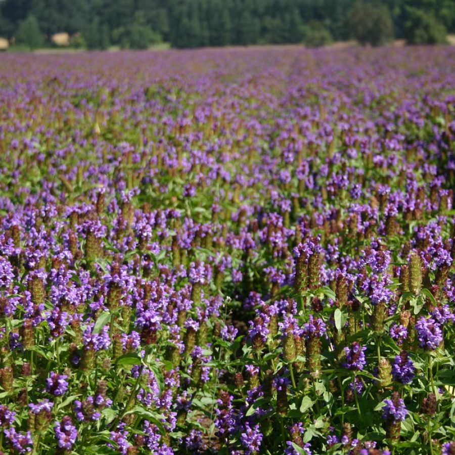 Silverton Wildflower Tours