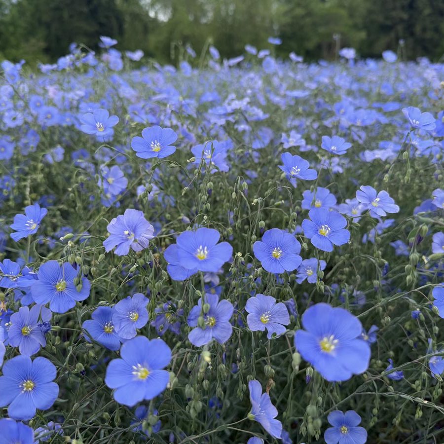 Silverton Wildflower Tours