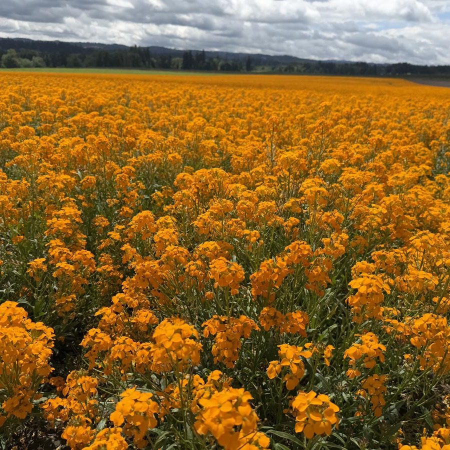 Silverton Wildflower Tours