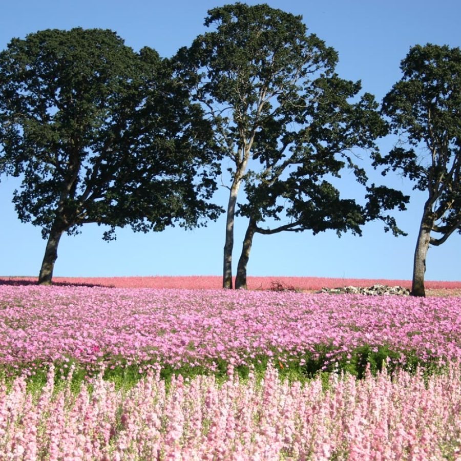 Silverton Wildflower Tours