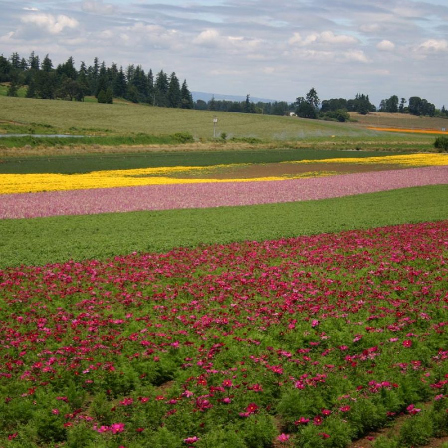 Silverton Wildflower Tours