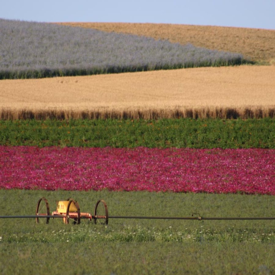 Silverton Wildflower Tours