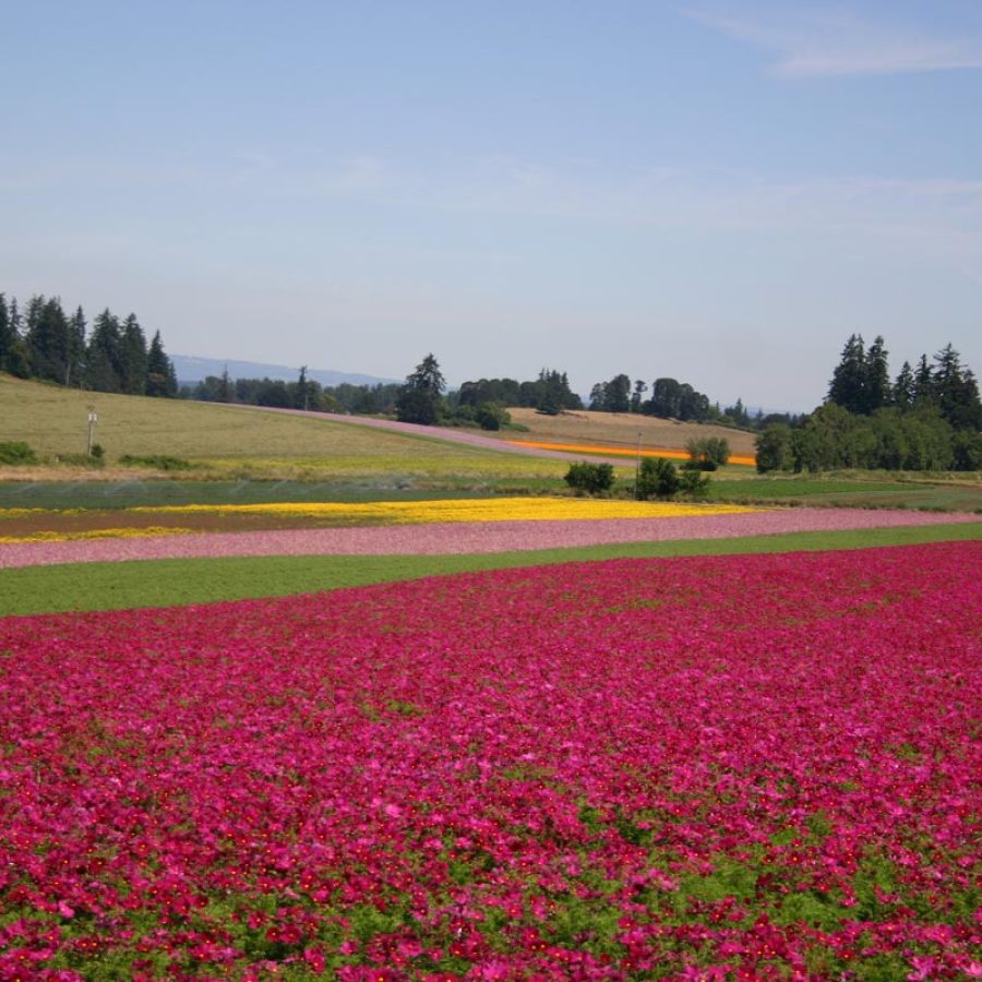 Silverton Wildflower Tours