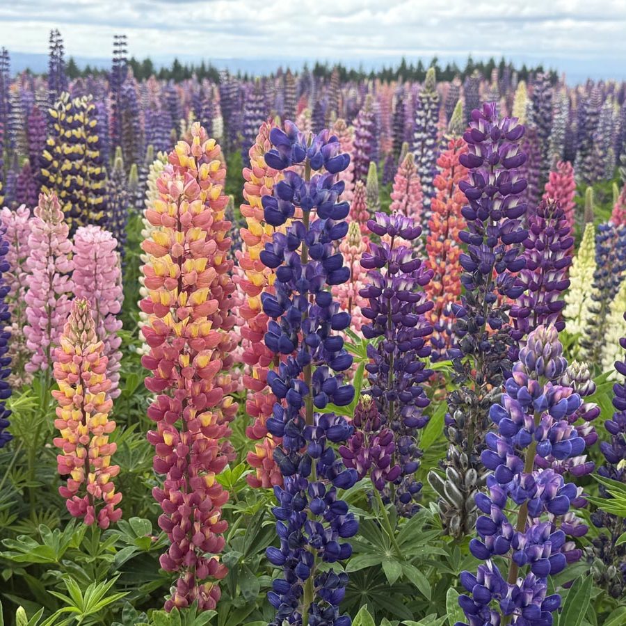 Silverton Wildflower Tours