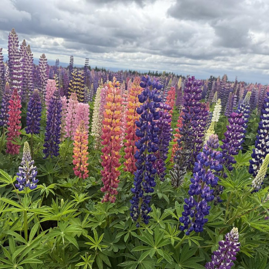 Silverton Wildflower Tours