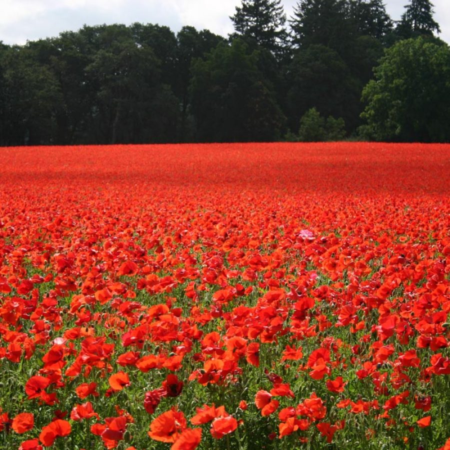 Silverton Wildflower Tours