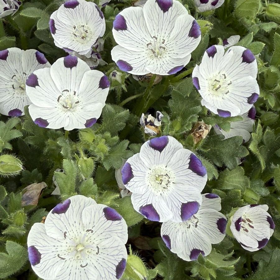 Silverton Wildflower Tours