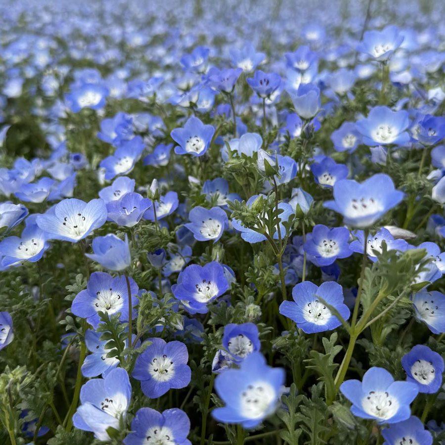Silverton Wildflower Tours