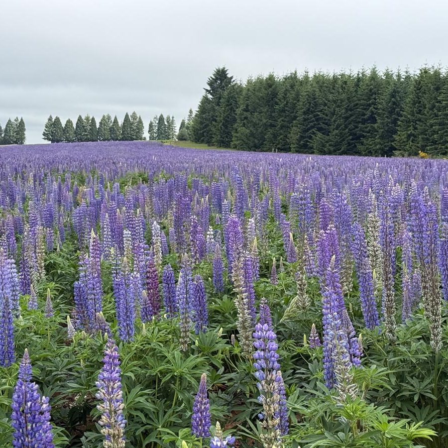 Silverton Wildflower Tours