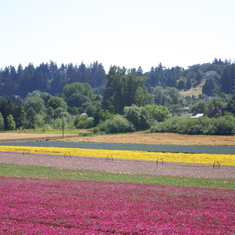 Silverton Wildflower Tours