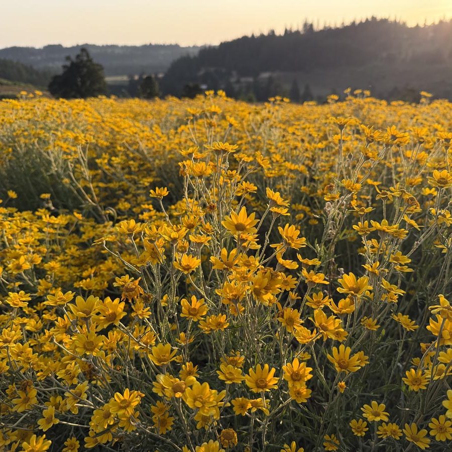 Silverton Wildflower Tours
