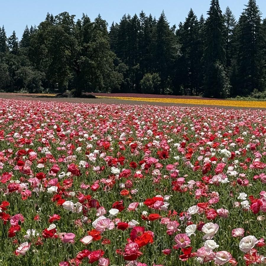 Silverton Wildflower Tours