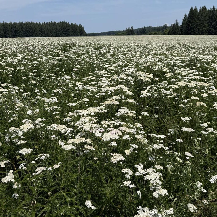Silverton Wildflower Tours