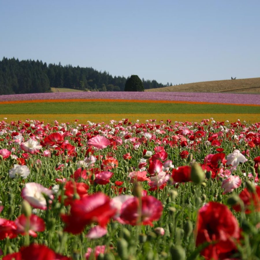 Silverton Wildflower Tours