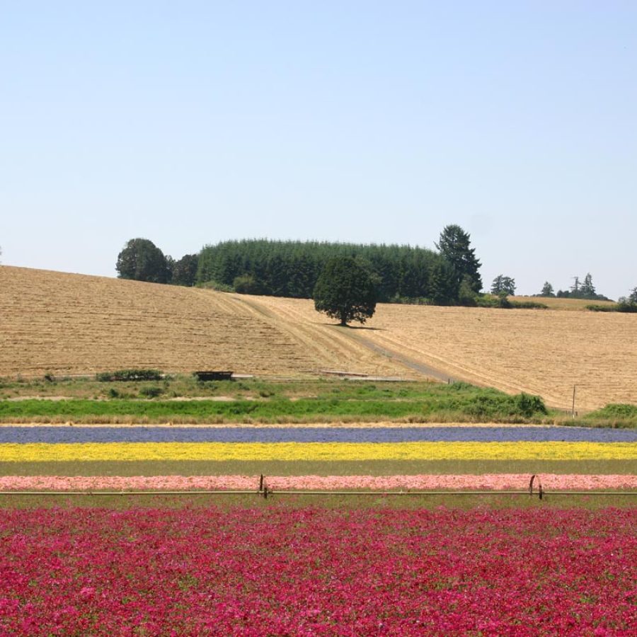 Silverton Wildflower Tours