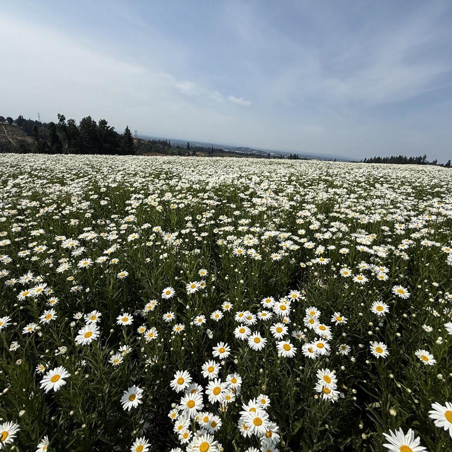 Silverton Wildflower Tours