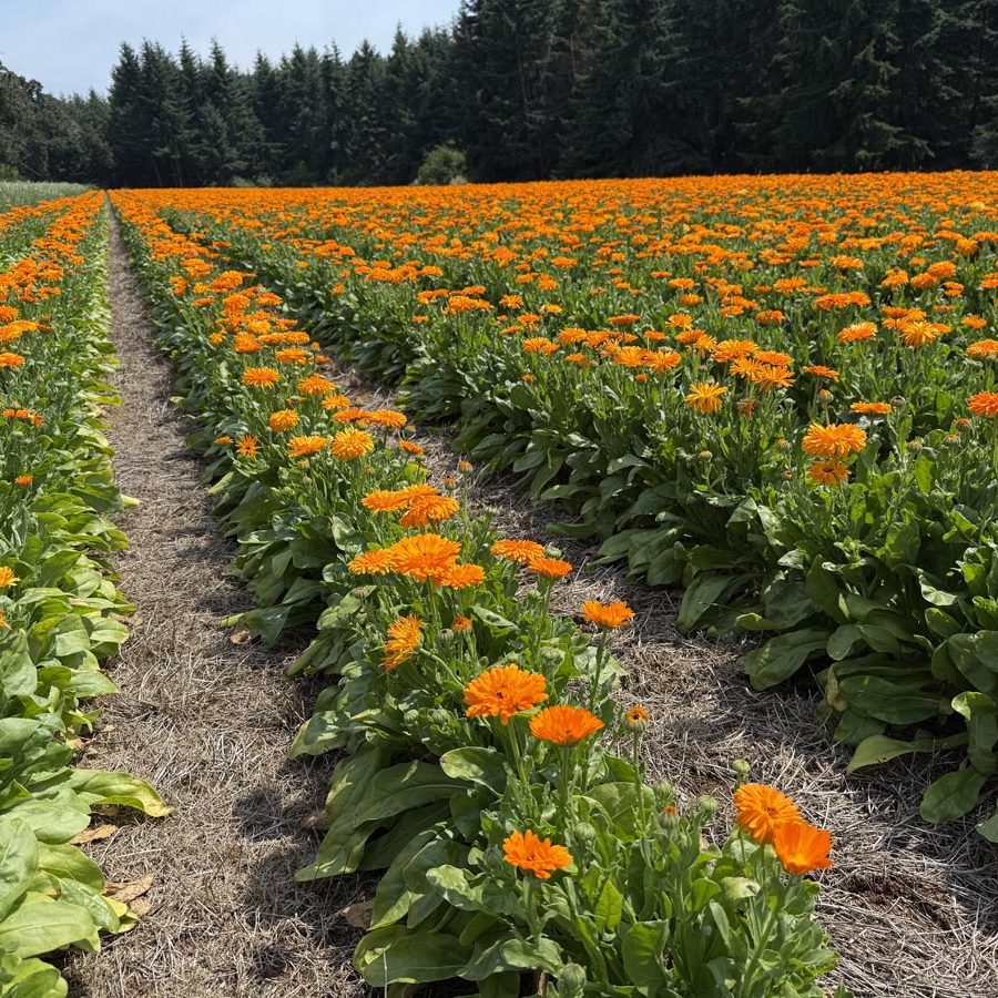 Silverton Wildflower Tours