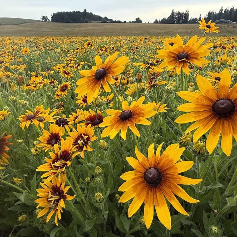 Silverton Wildflower Tours