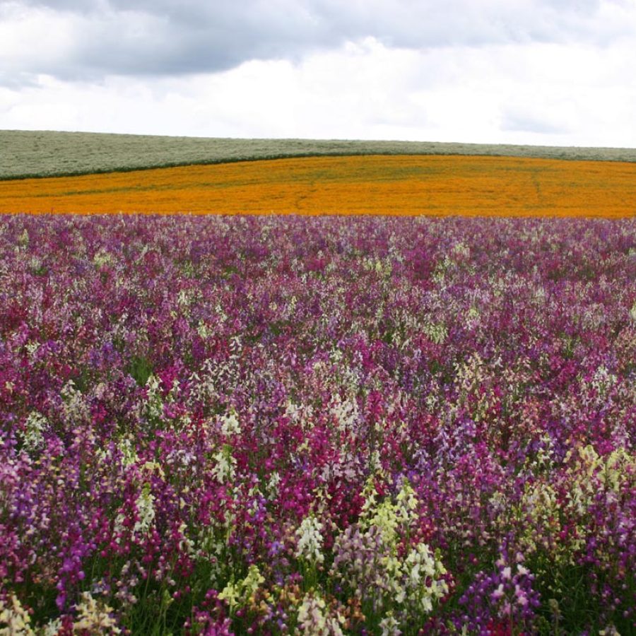 Silverton Wildflower Tours
