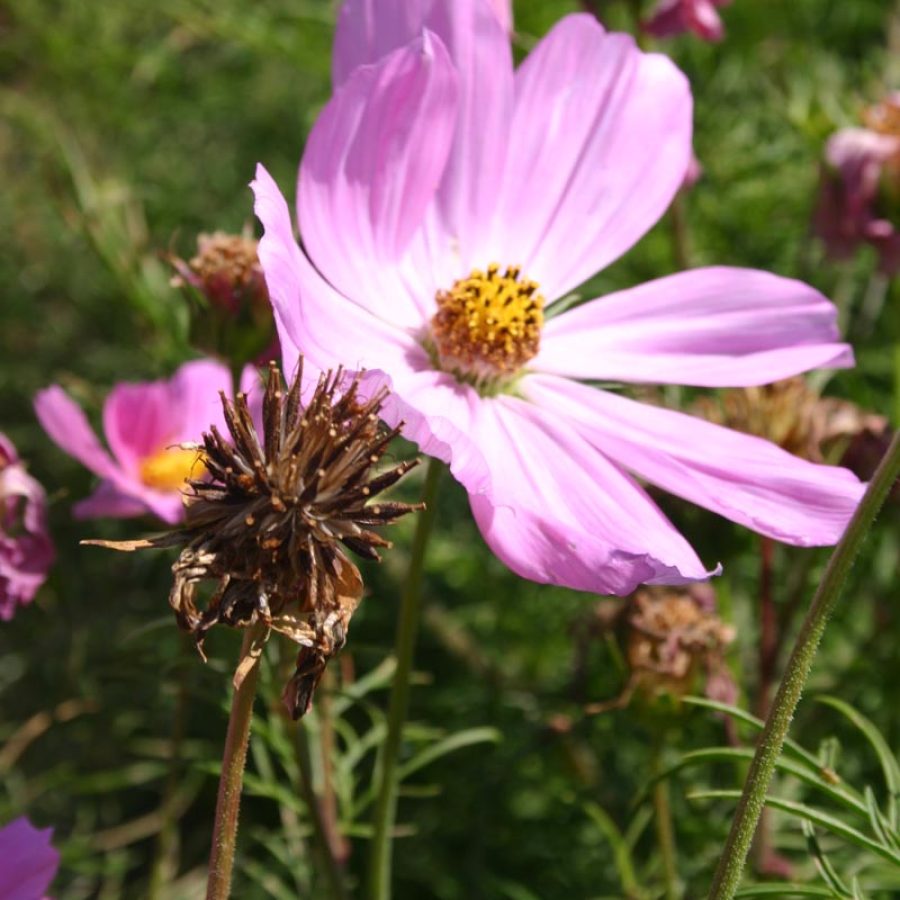 Silverton Wildflower Tours