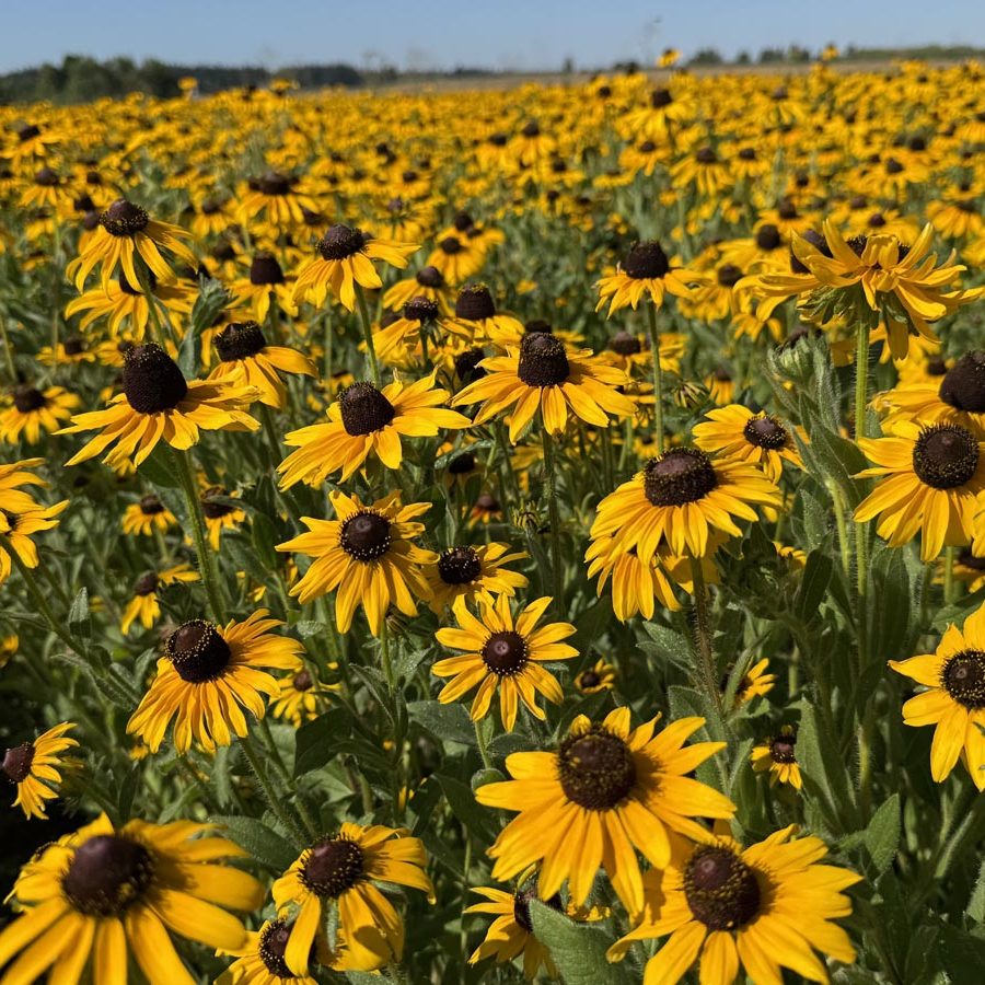 Silverton Wildflower Tours