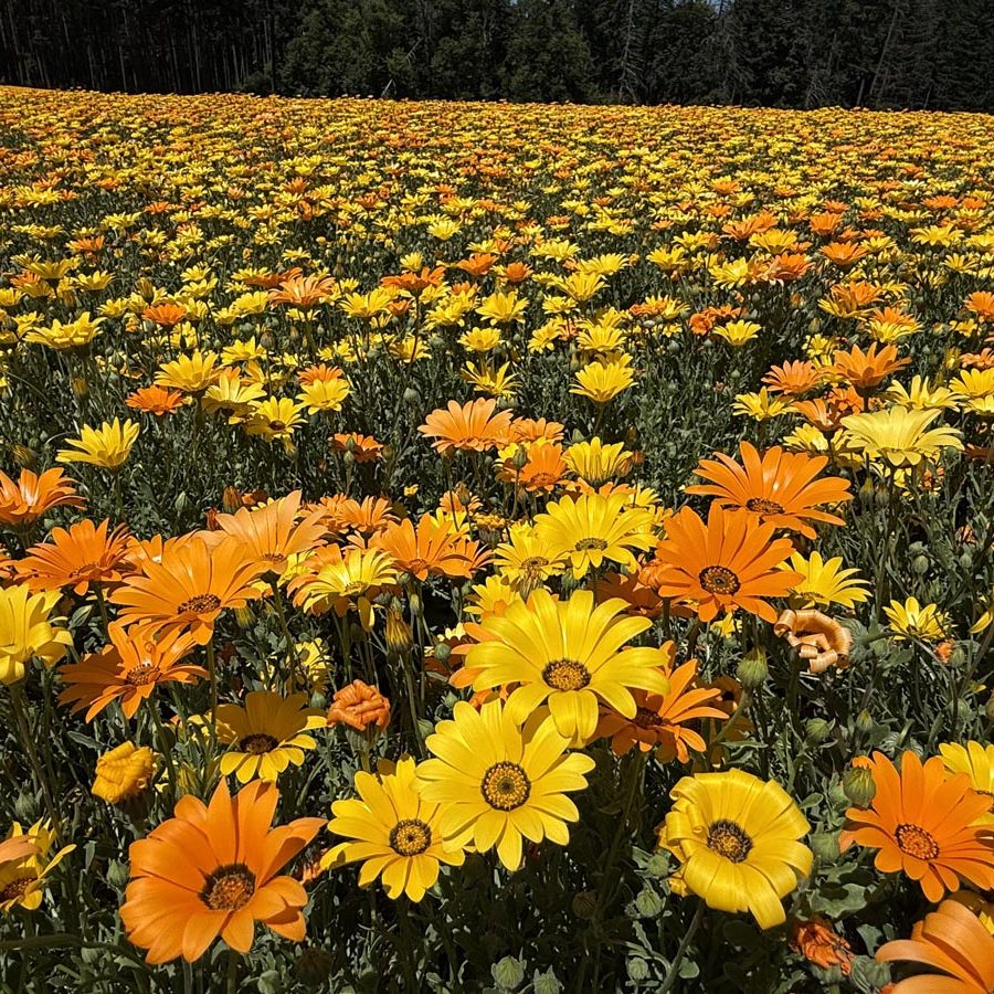 Silverton Wildflower Tours