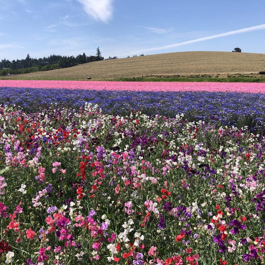Silverton Wildflower Tours