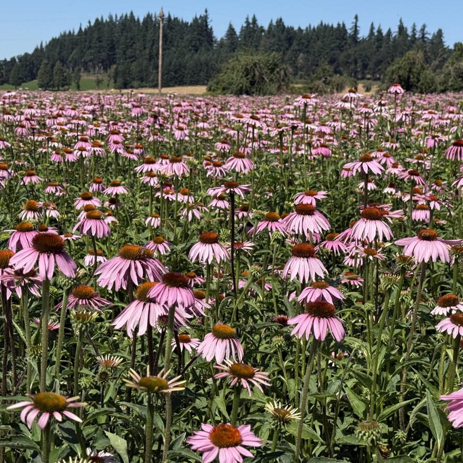 Silverton Wildflower Tours