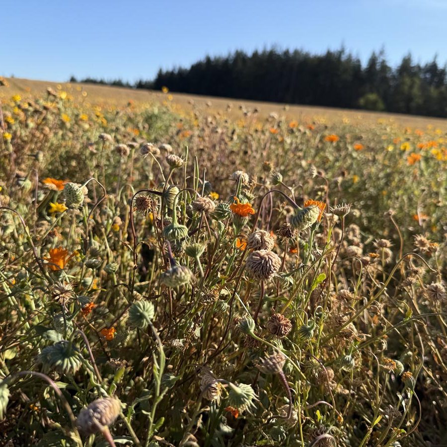 Silverton Wildflower Tours